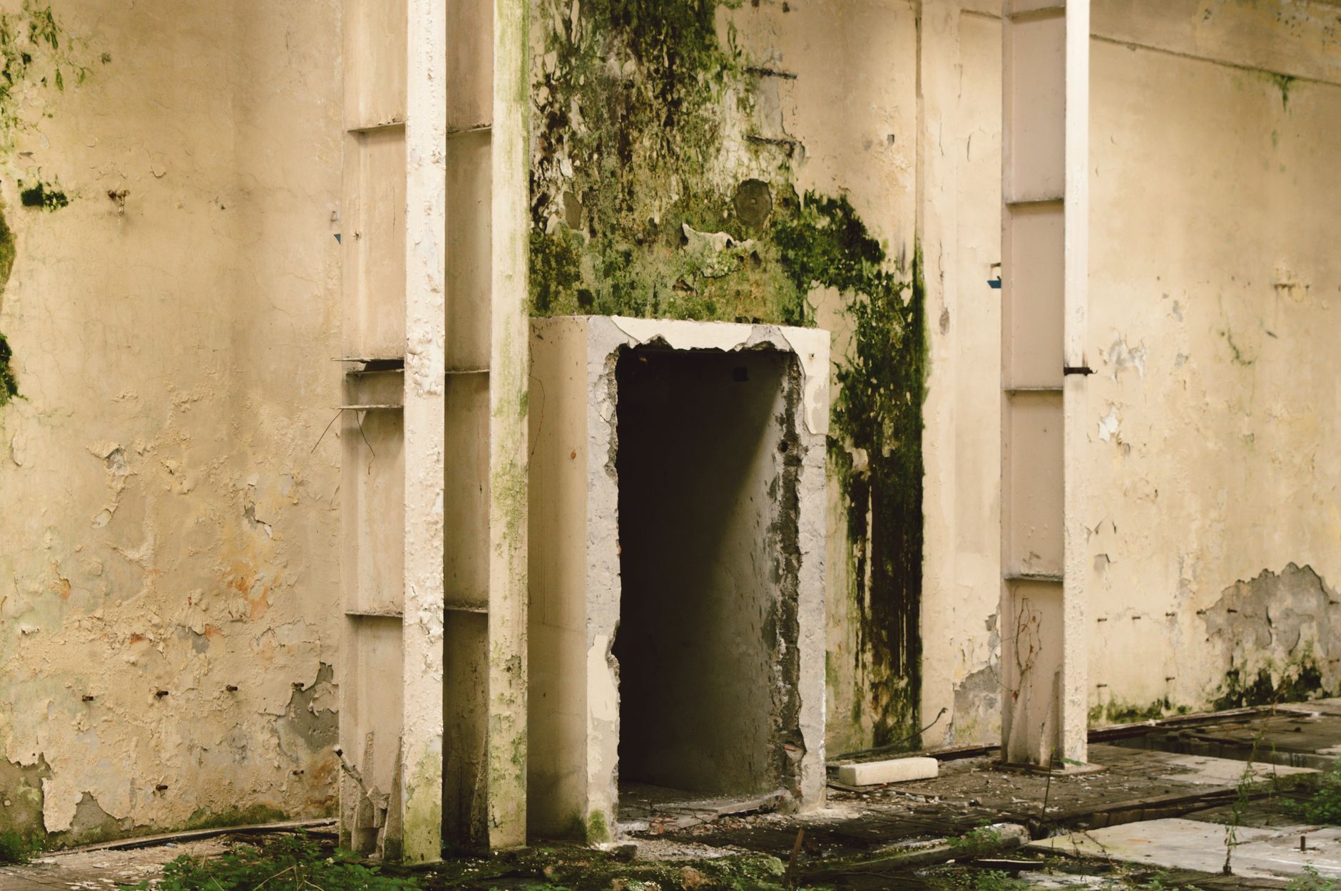 Mold Removal Hero Section FL 33483